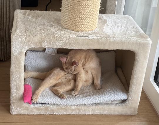 Our cream burmese girl cleaning her belly floof in her cat cave on her heating blanket with a pink toy animal watching.