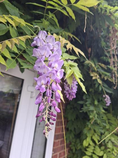 Purple wisteria flowers