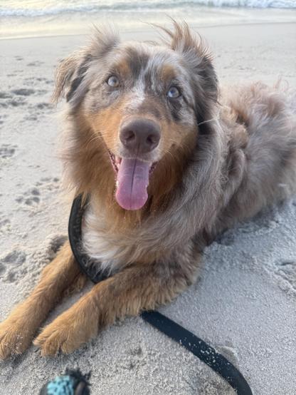 A red merle aussie fills the frame.  He is looking directly at the camera. His pink tongue is hanging out. The breeze is fluffing his coat and ears. He is lying on the sand at the beach and paw prints can be seen around him.
