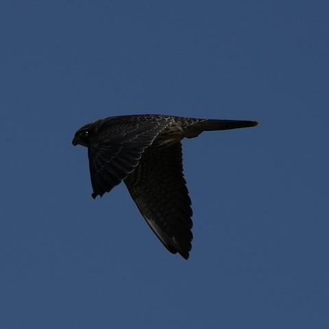 A dark almost silhouette like young hobby, in flight, the dark wings with white edges are down and the big eye is gleaming when it passes against a very blue sky.