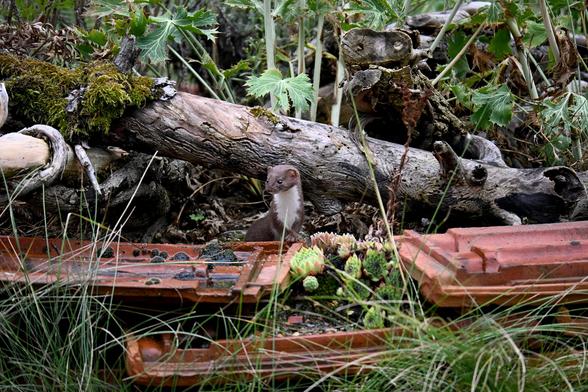 A small weasel (I guess) standing on some tiles we used as border for our sand bed.