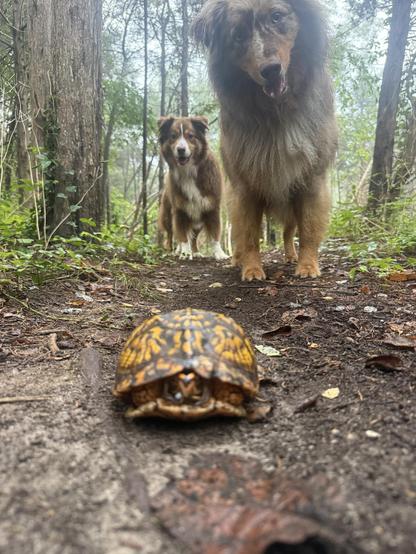 Eastern box turtle in the foreground on a wooded trail, head almost out. Two Aussies are stopped and curious about the critter in their path. The front puppies a red merle, head tilted. The pup in the back is a red bi.