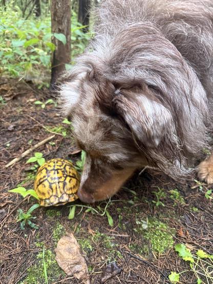 An eastern box turtle, more yellow than the first one we saw. The red merle Aussie is sniffing the turtle's tightly closed shell. Green undergrowth of forest is in the pictur