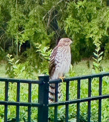 Garden setting with varied greenery as a backdrop and tall, shaggy green grass. Two lengths of dark-green iron fence meet at a center point and a large red-shouldered hawk sits on one length of the fence, gazing to its left. Its feathers are buff colored, streaked with brown & white, and its patterned tail looks to be as long as its body height.
