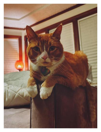 A photo of an adorable orange and white tabby cat resting in a ‘partial catloaf’ on the edge of a beige couch with his cute little white front paws hanging off the end. He is looking directly at us in anticipation and his tail hangs down off the side of the armrest. In the background there is a small bright orange wicker lamp illuminating the scene and windows along the background of the scene. On the couch are some comfy blankets and the overall tone of the image is warm and relaxing.