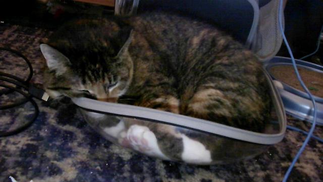 A Manx Mix cat with a caliby/tabico coat laying in the clear section of her cat carrier.