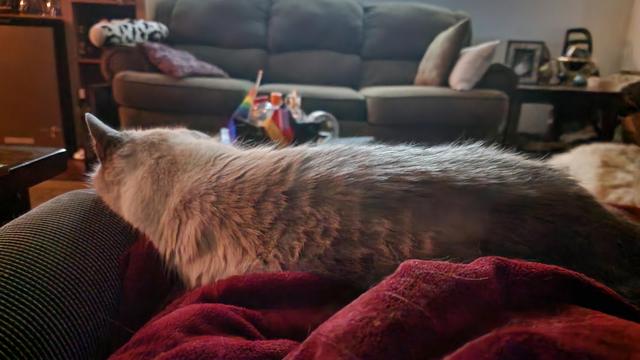 A grey Siamese stretched out across my lap on a maroon blanket, with her head on the arm of the chair.
In the background there's a couch, and the whole room is lit by light coming from the screen above.