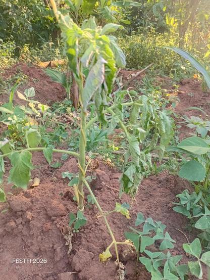 A tomato plant withering die to too much sunshine and water shortages.