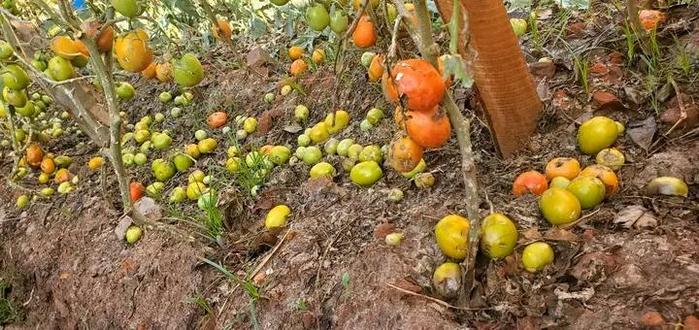 The heavy rainfall has already started destroying gardens in different communities.
