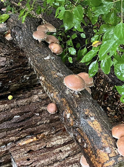 Mushrooms growing on a log.