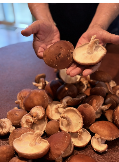 A pile of mushrooms on a table two are held aloft to show their size slightly bigger than an adult’s palm.