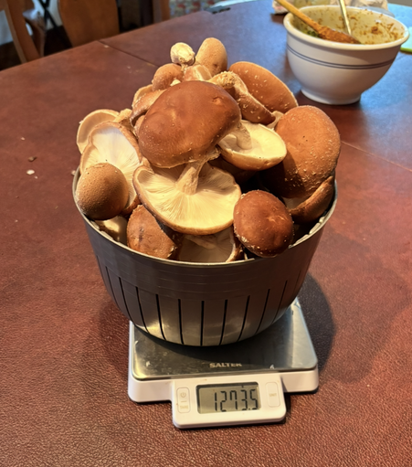 Mushrooms in a salad spinner basket on a scale. The scale reads 1273.5 grams