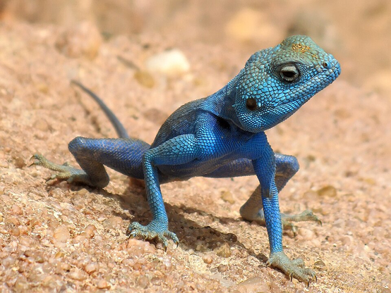 Male Agama sinaita, Jordan. This species is common in deserts around the shores of the Red Sea. While in heat, the male turns striking blue to attract females.