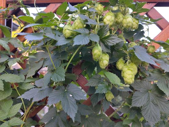 Foto Hopfen mit Hopfendolden