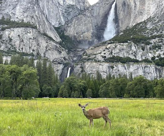 Image shows the massive granitic cliffs of Yosemite filling the upper two-thirds of the frame, with evergreen and deciduous trees lining the bottom of the cliffs. . Two waterfalls are seen in full spring runoff, one on the upper mid-right and the other near the bottom of the mountains. The valley floor is filled with green grass, and a female deer stands near the bottom of the center frame and looks directly into the camera. A line of cars is barely visible between the grass, trees and cliffs.