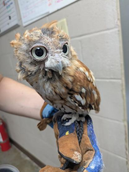 Beans the owl sitting on the glove of a keeper. He's looking off to the right and his normally beautifully rufous feathered head is patchy and greyish, with little brown feathers sticking out at odd angles