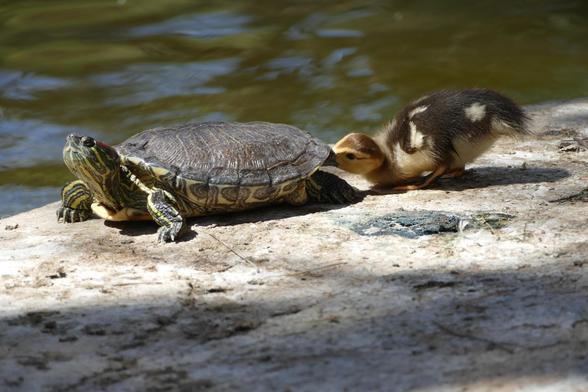 Eine Schildkröte sitzt mit ausgestrecktem Hals auf dem Steinboden neben einem Teich und ein kleines Entchen steckt den Schnabel hinten unter ihren Panzer.