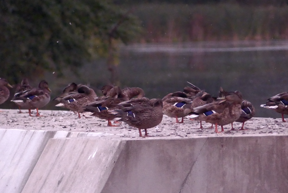 About a dozen ducks standing around preening themselves on a slab of concrete by a pond. There was another 2 dozen ducks out of shot. Each night they all seem to congregate at this location. At this time in the early morning almost every duck was preening their feathers.