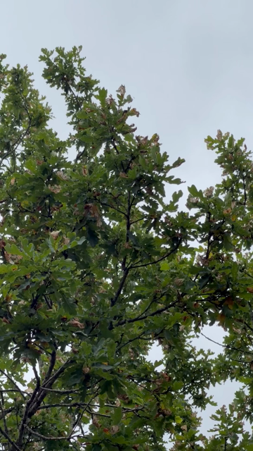 Up among the oak branches something is moving and making crow sounds, in the end the dark silhouette of a jay can be seen leaving the tree.