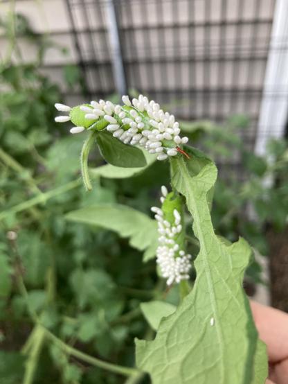 An extreme close-up of two tomato hornworms on some tomato leaves. The hornworms are absolutely covered in little white oblong sacs that will hatch parasitic wasps.