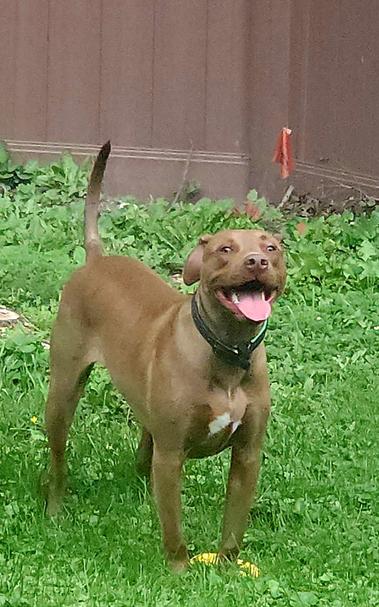 a young red/brown pittie standing in the yard. his tail is pointing up, his mouth is open, and his eyes look slightly crossed. he is very happy after having zoomies.