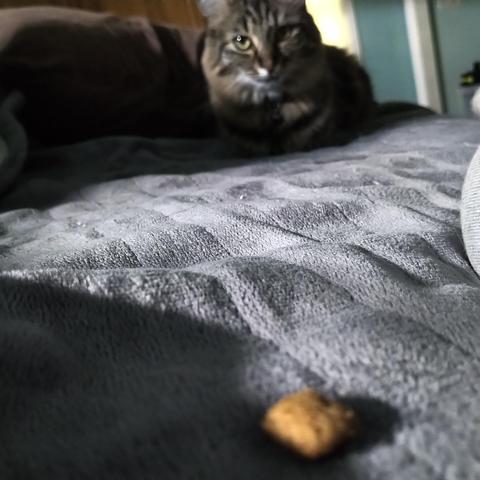 Belle is sitting at the far end of the bed. A cat treat is prominent in the foreground, apparently not close enough to her princessly jaws.