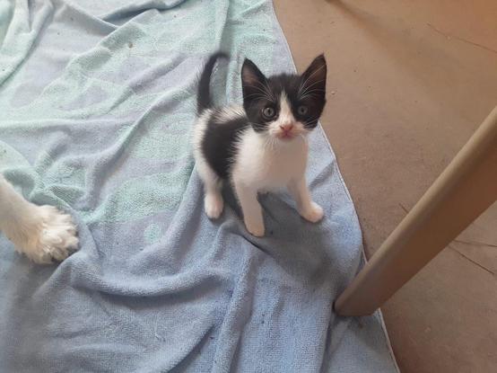 Here is our tiny Baby Cat five days after she came to live with me and our now former Lucy, a black and white spaniel. Lucy's white foot is just in the frame to the left.  Baby Cat is looking up at the camera, probably wondering why I'm not sitting with her in my lap or feeding her or helping her to pee or poop.  Her legs and chest are white, she has a black saddle, a black tail, and a black mask that covers her eyes, ears, the top and back of her head.  There is a white patch in the middle of the saddle on her back. It is hard to believe it's been five years.