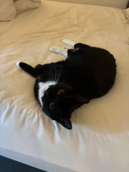 nia flopped on the bed looking at me with her big stupid eyes trying to beam instructions directly into my mind