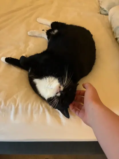 instructions received, deploying scritch