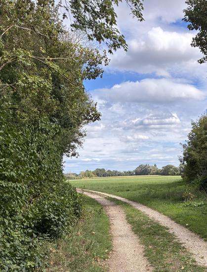 Ein einfacher Feldweg bestehend aus zwei Fahrspuren führt aus einem bewaldeten Gebiet raus auf ein offenes Feld.
Am Horizont stehen weitere Bäume. Der Himmel ist bewölkt.