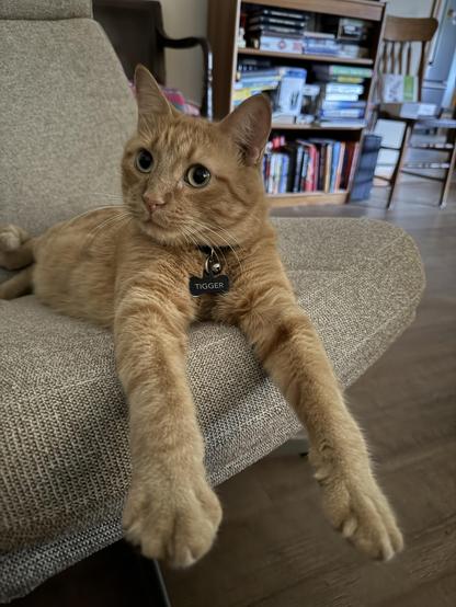 An orange striped kitten named Tigger laying on a lovely nubbly beige mid-century modern chair that my sister bought at habitat restore and brought over to my mom's house and then the cat immediately claimed it. Tigger is looking to the left out of frame with his big yellow eyes, and he's got both of his front paws stretched way out like Superman over the edge of the chair. Blurry in the background is a bookcase and an old wooden chair. Once Tigger relinquishes possession of the chair, my sister will be able to take it home, but not before!!!