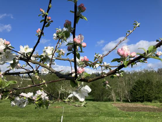 Apple branch in flower pink and white, against a blue April sky