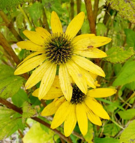 Two bright yellow daisy-like flowers with dark centers and many thin petals in a natural setting with green foliage and brown stems.