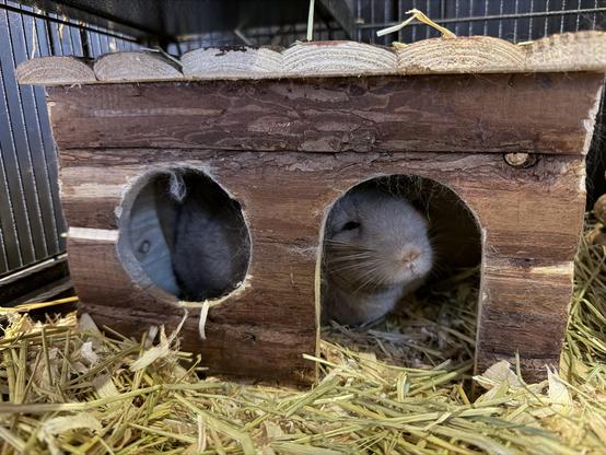 My chinchilla Putuuqti very pleased with his new hut.