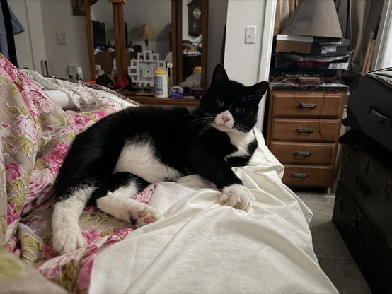 My parents' cat Shoebootiegazing at me from the foot of the bed. He's huge! He weighs almost 30 lbs.