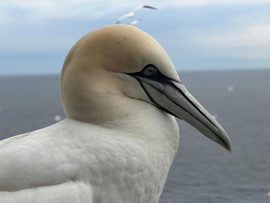 A northern gannet perches on a railing.