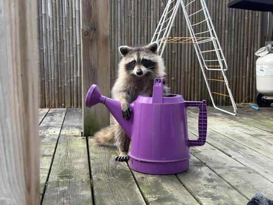 A raccoon poses with a watering can on a back deck.