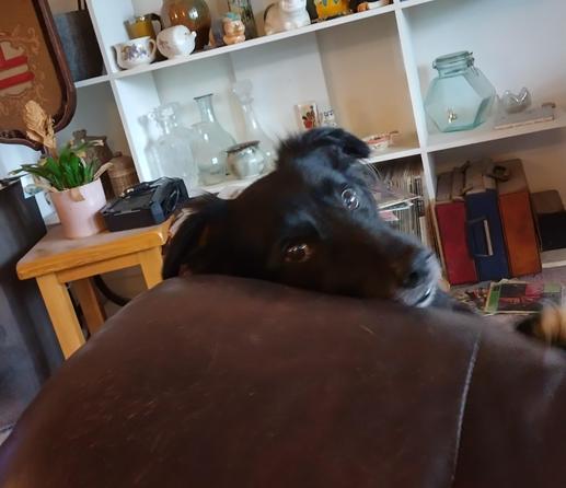 The face of a black dog, testing against the arm of a chair, gazing imploringly at the camera.