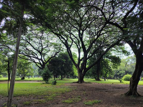 Scenic photography of a park showing green field, walking path and trees
