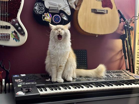 orange cat yawning while standing on a synthesizer