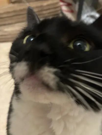 closeup of nia's gormless little face
