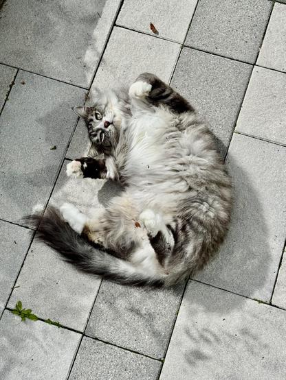 gray cat curled up on some outside tiles, showing belly and looking mischevious