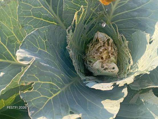 Cabbage plants being destroyed by pests.