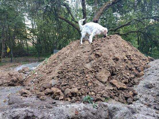 A young orange belton English Setter on top of a big dirt mound.
