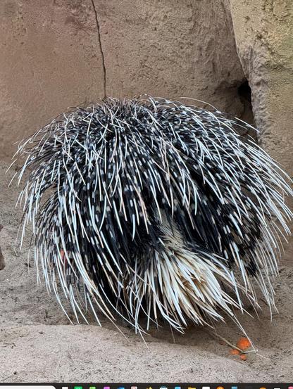 Stachelschwein von hinten