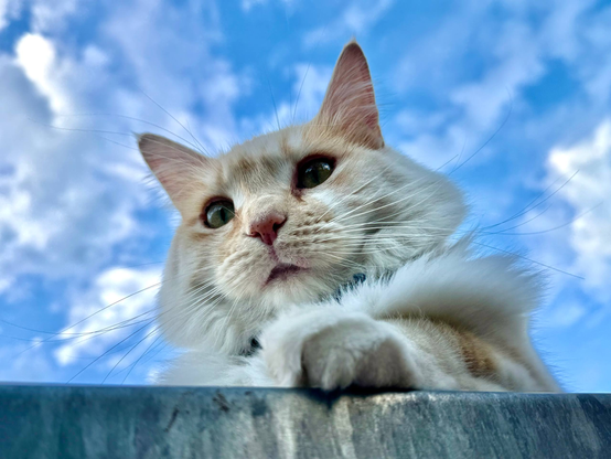 orange cat sitting with her paw extended in front of a blue sky with clouds, shot from below so it looks like she's looming