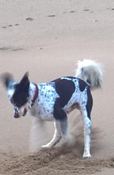 Bordercollie Lucky buddelt im Sand