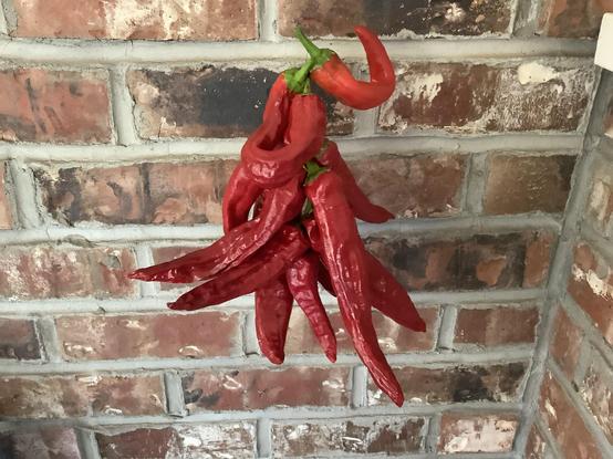 A dozen scarlet red peppers hanging on string.