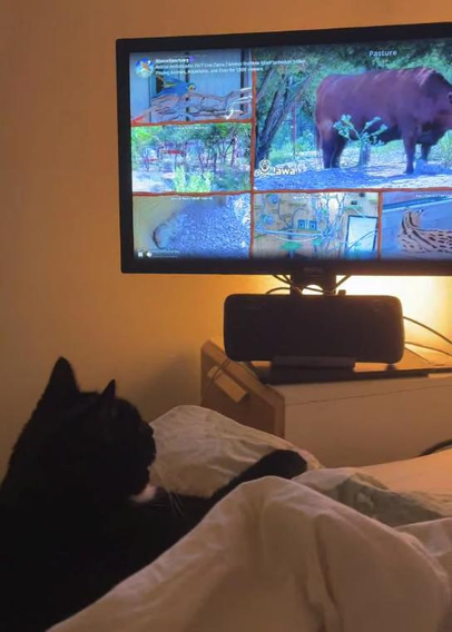 nia is sitting comfy in bed and watching the alveus sanctuary twitch stream