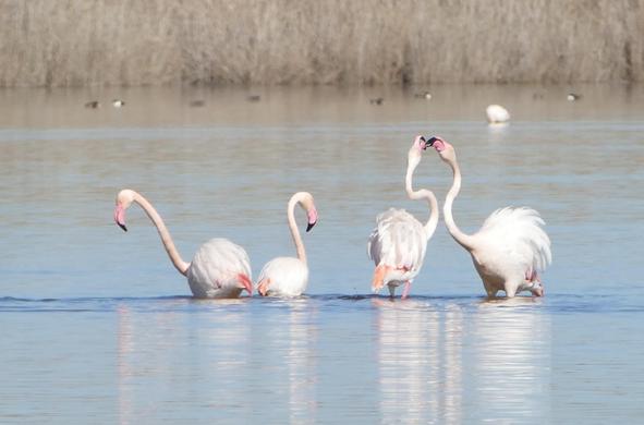 Ein Flamingopärchen rechts schnäbelt miteinander, während das auf der linken Seite etwas auseinanderstrebt - wie nach einem Streit?!